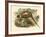 Gould Pheasants II-John Gould-Framed Art Print