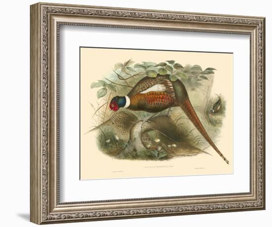 Gould Pheasants II-John Gould-Framed Art Print