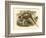 Gould Pheasants II-John Gould-Framed Art Print