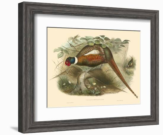 Gould Pheasants II-John Gould-Framed Art Print