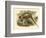 Gould Pheasants II-John Gould-Framed Art Print