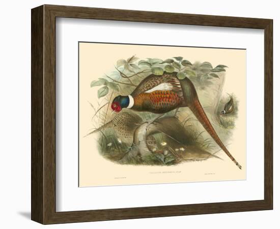 Gould Pheasants II-John Gould-Framed Art Print