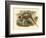 Gould Pheasants II-John Gould-Framed Art Print