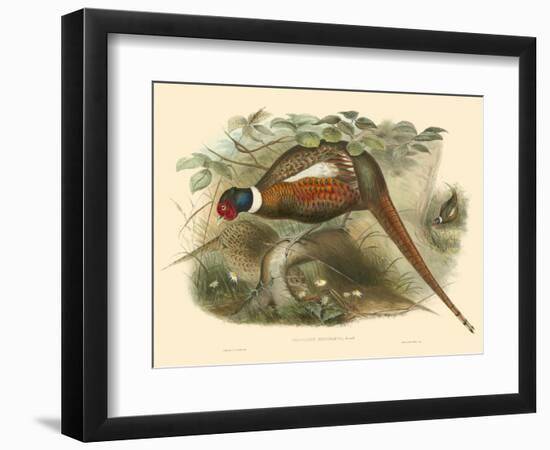 Gould Pheasants II-John Gould-Framed Art Print