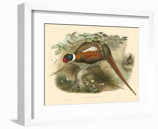 Gould Pheasants II-John Gould-Framed Art Print