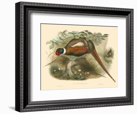 Gould Pheasants II-John Gould-Framed Art Print