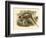 Gould Pheasants II-John Gould-Framed Art Print