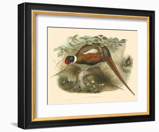 Gould Pheasants II-John Gould-Framed Art Print