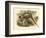 Gould Pheasants II-John Gould-Framed Art Print