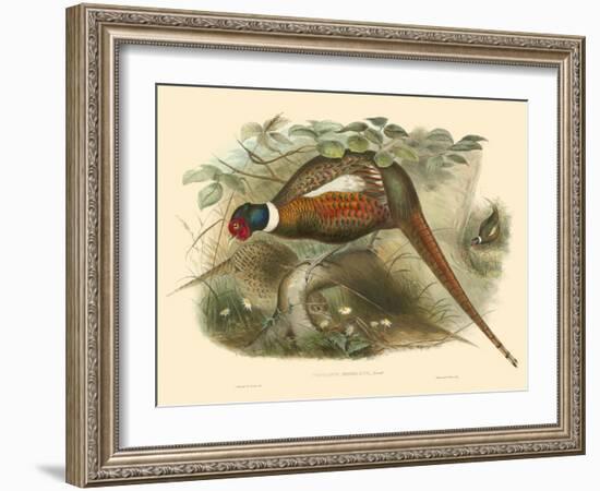 Gould Pheasants II-John Gould-Framed Art Print