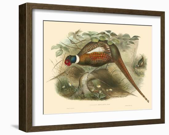 Gould Pheasants II-John Gould-Framed Art Print