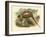 Gould Pheasants II-John Gould-Framed Art Print