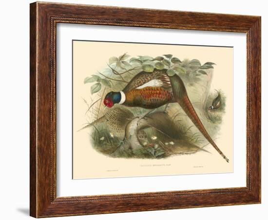 Gould Pheasants II-John Gould-Framed Art Print