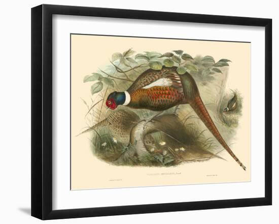 Gould Pheasants II-John Gould-Framed Art Print