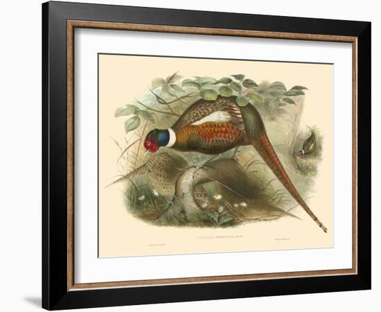 Gould Pheasants II-John Gould-Framed Art Print