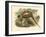 Gould Pheasants II-John Gould-Framed Art Print