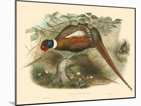 Gould Pheasants II-John Gould-Mounted Art Print