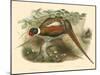 Gould Pheasants II-John Gould-Mounted Art Print