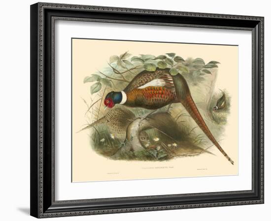 Gould Pheasants II-John Gould-Framed Art Print