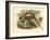 Gould Pheasants II-John Gould-Framed Art Print