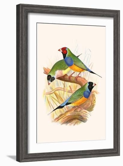 Gouldian Finch, Black Headed and Red Headed-F.w. Frohawk-Framed Art Print