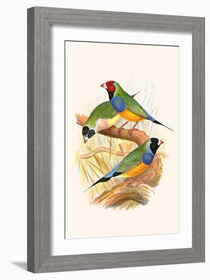 Gouldian Finch, Black Headed and Red Headed-F.w. Frohawk-Framed Art Print