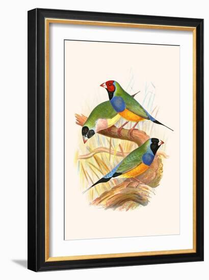 Gouldian Finch, Black Headed and Red Headed-F.w. Frohawk-Framed Art Print