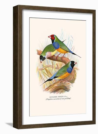 Gouldian Finch, Black Headed and Red Headed-F.w. Frohawk-Framed Art Print