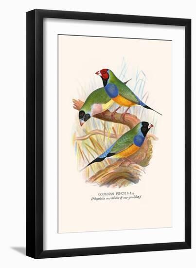 Gouldian Finch, Black Headed and Red Headed-F.w. Frohawk-Framed Art Print