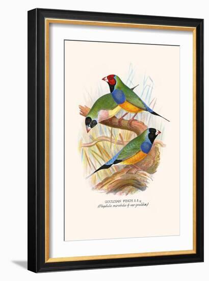 Gouldian Finch, Black Headed and Red Headed-F.w. Frohawk-Framed Art Print