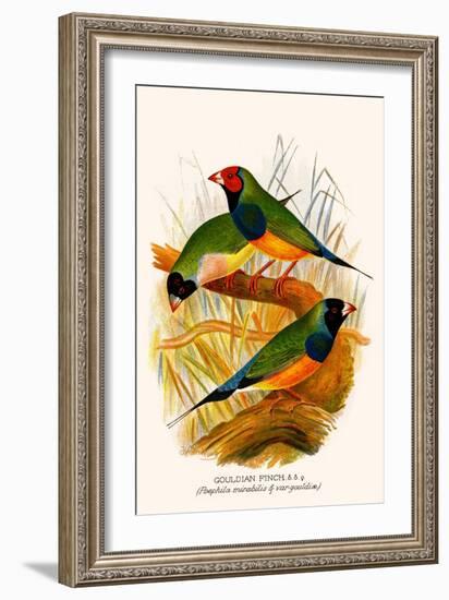 Gouldian Finch-F.w. Frohawk-Framed Art Print