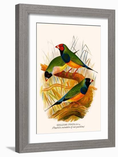 Gouldian Finch-F.w. Frohawk-Framed Art Print