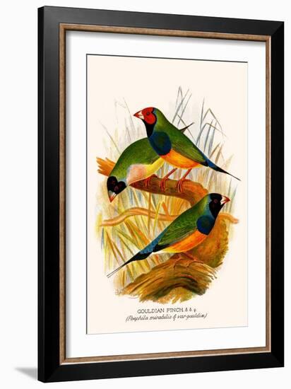 Gouldian Finch-F.w. Frohawk-Framed Art Print