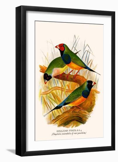 Gouldian Finch-F.w. Frohawk-Framed Art Print