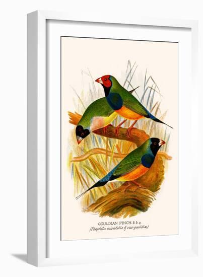 Gouldian Finch-F.w. Frohawk-Framed Art Print