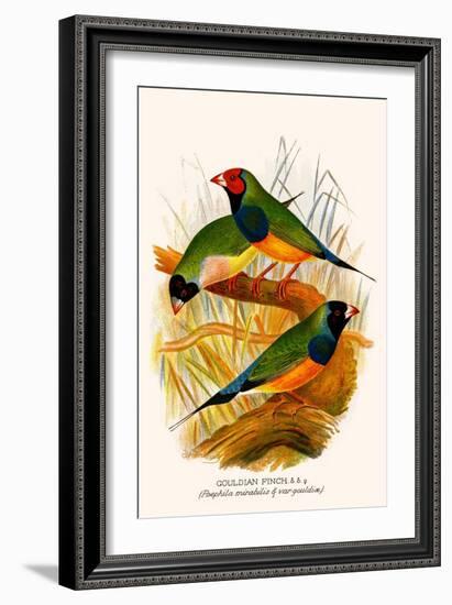 Gouldian Finch-F.w. Frohawk-Framed Art Print