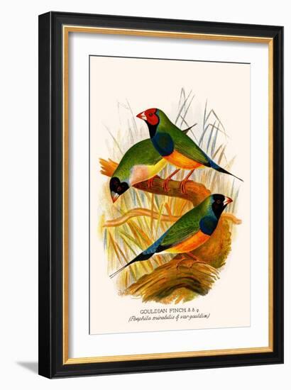 Gouldian Finch-F.w. Frohawk-Framed Art Print