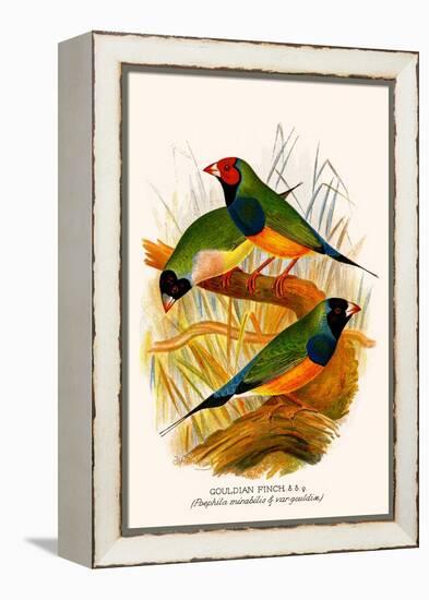 Gouldian Finch-F.w. Frohawk-Framed Stretched Canvas