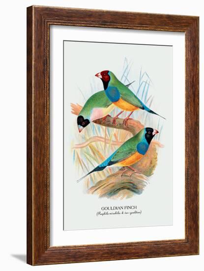 Gouldian Finch-Arthur G. Butler-Framed Art Print