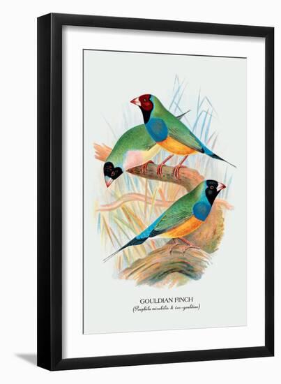 Gouldian Finch-Arthur G. Butler-Framed Art Print