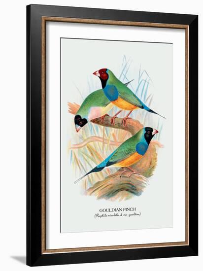 Gouldian Finch-Arthur G. Butler-Framed Art Print