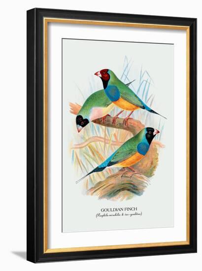 Gouldian Finch-Arthur G. Butler-Framed Art Print