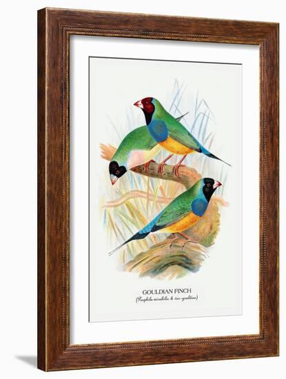 Gouldian Finch-Arthur G. Butler-Framed Art Print