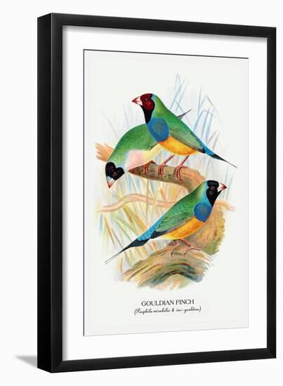 Gouldian Finch-Arthur G. Butler-Framed Art Print