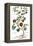 Gourd, 1735-Elizabeth Blackwell-Framed Premier Image Canvas