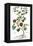 Gourd, 1735-Elizabeth Blackwell-Framed Premier Image Canvas