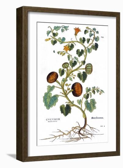 Gourd, 1735-Elizabeth Blackwell-Framed Giclee Print