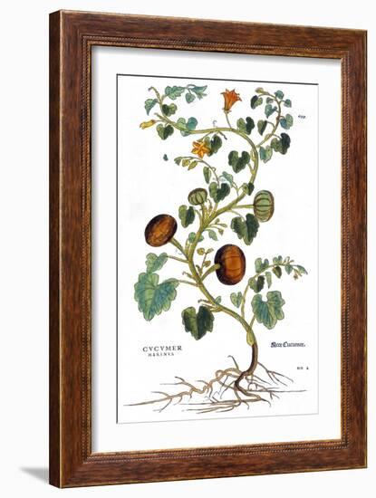 Gourd, 1735-Elizabeth Blackwell-Framed Giclee Print