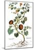 Gourd, 1735-Elizabeth Blackwell-Mounted Giclee Print