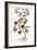 Gourd, 1735-Elizabeth Blackwell-Framed Giclee Print